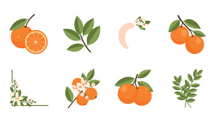 Collection of stylized oranges, leaves, and blossoms on white background