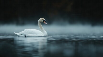 Fototapeta premium A swan swims elegantly on a dark, fog-laden lake, surrounded by an aura of mystery and solitude, creating a captivating visual of solitude in nature.