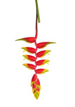 A single, vivid heliconia rostrata flower, featuring crimson red and yellow bracts and a waxy green stem, isolated against a bright white background with copy space tropical elegance concept