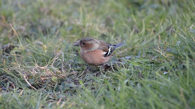 Pinson des arbres au sol