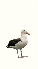 Obraz premium Magnificent Albatross Standing Profile Majestic Seabird with Striking Orange Beak and White Plumage