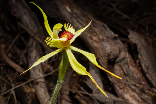 Arrowsmith Spider Orchid (Caladenia crebra) flower in natural habitat, Southwest Western Australia