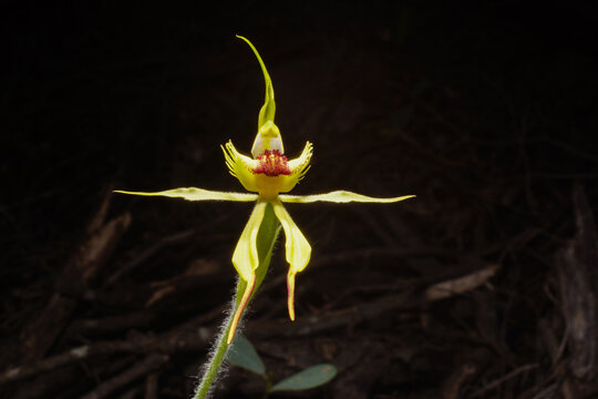 Arrowsmith Spider Orchid (Caladenia crebra) flower, Southwest Western Australia