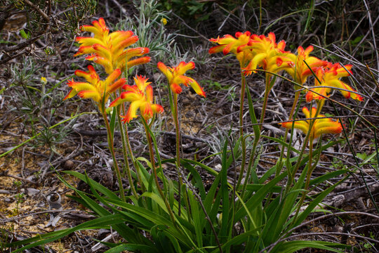 Flowering red and yellow catspaw kangaroo paw (Anigozanthos humilis) plant in natural heathland habitat, Southwest Western Australia