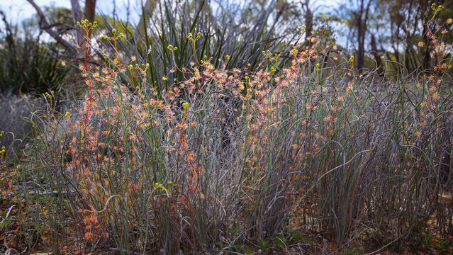 Colony of Sunny Rainbow Sundews (Drosera subhirtella) growing in natural heathland habitat, Southwest Western Australia