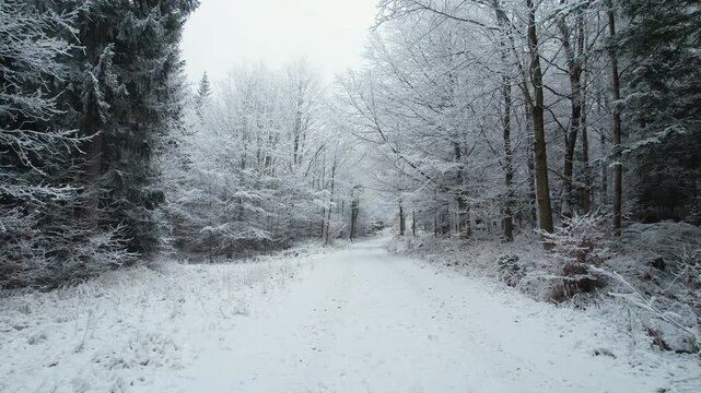 Winter Forest Road