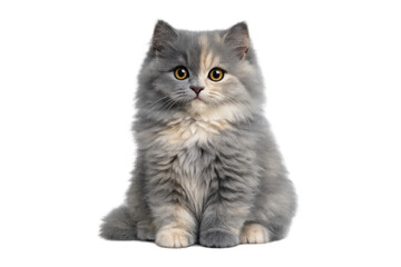 Obraz premium Fluffy calico kitten with soft gray and cream fur featuring expressive yellow eyes, sitting on transparent background