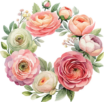 Elegant Wreath of Ranunculus Flovers Watercolor Vector Illustration