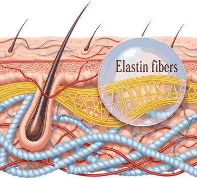 Isolated a realistic Strong elastin fibers restore firmness and elasticity to youthful skin. vector art with white background..