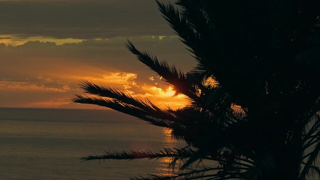 Palm trees in silhouette against a colorful sunset sky in Morocco, cinematic tropical travel scene from a close perspective with warm atmosphere