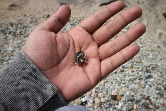 A hermit crab held in the palm of the hand, with a rocky beach in the background.
