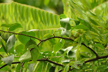 green leaves on a branch
