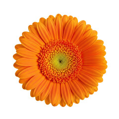 A single, pristine gerbera daisy flower with vibrant orange petals and a densely textured golden center, shot macro, isolated on a transparent background. Pure minimalist beauty concept