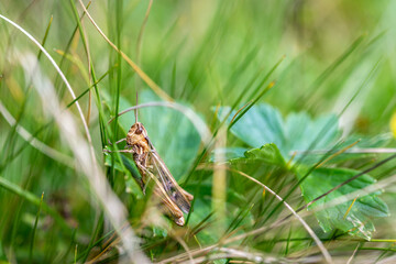 Grasshopper sits quietly in lush grass while sun shines down. Nature is abundant with green in the background.