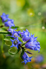 Colorful blue willow gentian flowers (Gentiana asclepiadea) bloom in Slovenia, surrounded by green nature.