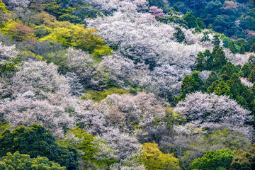 京都府　嵐山公園の桜風景