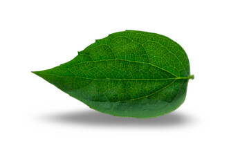 Green leaf isolated on white background. Selective focus. nature