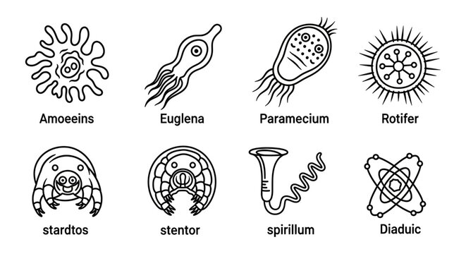 A set of outline icons illustrating various common microscopic organisms.