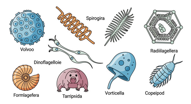 Microscopic protists and plankton collection for biology education