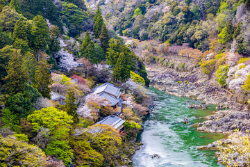 京都府　嵐山公園の桜風景