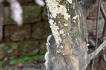 Yellowish-white shelf fungi are growing on a piece of decaying, rotting wood. Edges of the fungi are wavy and wrinkled, and their texture is slightly fuzzy. wood shows signs of natural decomposition.