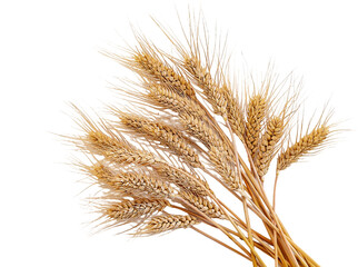 spikelets of wheat isolate on white background. Selection focus. food.