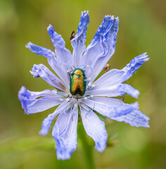 Cykoria podróżnik - Cichorium intybus L. Zmróżka złotawa - Cryptocephalus sericeus © tom