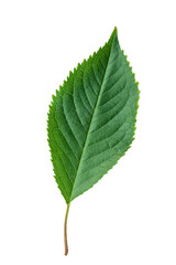 Fototapeta premium Green leaf isolated on white background. Selective focus. nature