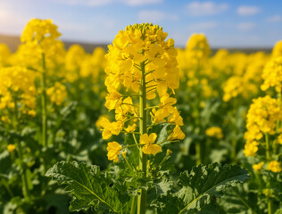 Obraz premium Radiant Yellow Mustard Blooms Under a Clear Blue Sky, Evoking Joyful Growth, Freedom, and Summer Sunshine in a Sunlit Meadow