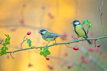 Two great tits (Parus major) perched on a wild rose branch with red rose hips against a soft golden autumn background. © WojtekWildlife