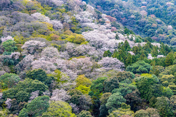 京都府　嵐山公園の桜風景