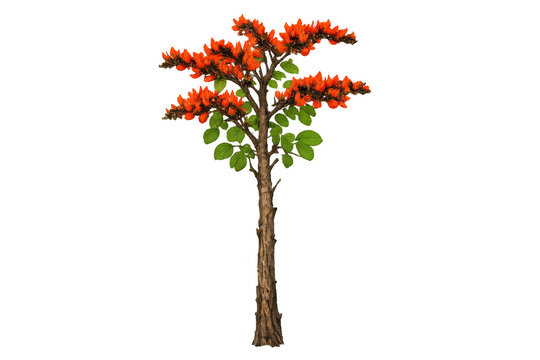 Flame of the forest tree showing vibrant orange butea monosperma flowers and green leaves, transparent background