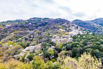 京都府　嵐山公園の桜風景