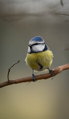 Fototapeta premium Eurasian Blue Tit. Brightly-colored inhabitant of wooded and forested habitats, parks, gardens, and hedges in farmland.