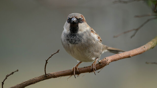 House Sparrow. Widespread and abundant in cities, neighborhoods and farms. Avoids dense woods. Flocks cluster in dense bushes, bustling around and chattering to one another. 