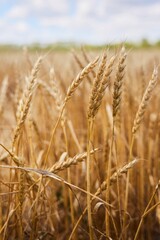 Fototapeta premium A field with bright yellow ripe wheat against a blue sky. Agriculture, cultivation of grain crops