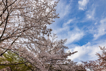 京都府　嵐山公園の桜風景
