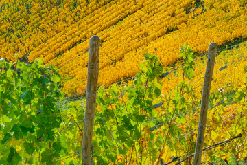 Herbstliche Rebenlandschaft Weinberg Herbst