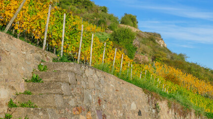 Rebentreppe Treppe R&uuml;desheim Herbst