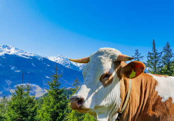 Urlaubsmotiv Alpen Kuh mit H&ouml;rnern vor Alpenpanorama Bergpanorama 