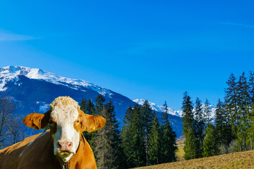 Liegende Kuh vor Bergpanorama Tiroler Alpen &Ouml;sterreich