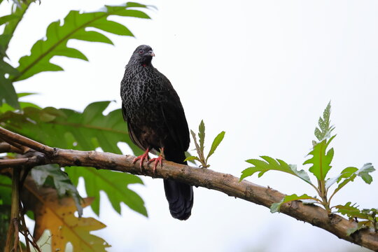 Andean guan, Penelope montagnii, Ecuador