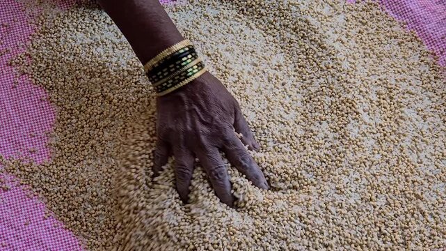 A hand mixes rice grains into jowar seeds to create flour for making traditional sticky roti bhakri, a common practice in rural India to achieve a specific texture. This fulfills the nutrient needs.
