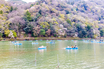 京都府　嵐山公園の桜風景
