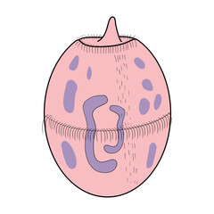 Protozoa Didinium Illustration