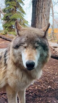 Wolves resting in a wildlife park during daylight hours in a natural setting. Two wolves are resting close together in a wildlife park under a clear sky. They look healthy and relaxed.