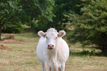 Wei&szlig;e Kuh auf der Weide