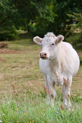 Wei&szlig;e Kuh auf der Wiese