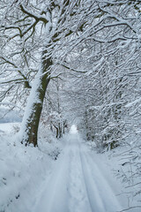 Perspective view of a winter road covered in thick snow passing through a dense forest. The trees are heavily coated with frost and snow, creating a magical winter atmosphere.