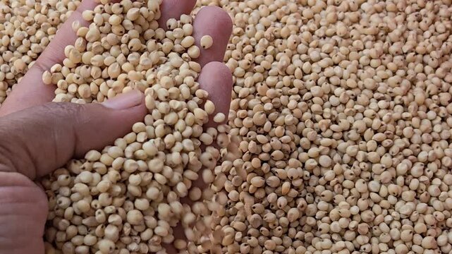 When selecting sorghum/jowar grains for the family, people seek clean, uniform, and hard grains. This ensures top food quality for making healthy, nutritious gluten-free items like bhakri and roti.
